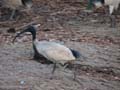Ibis